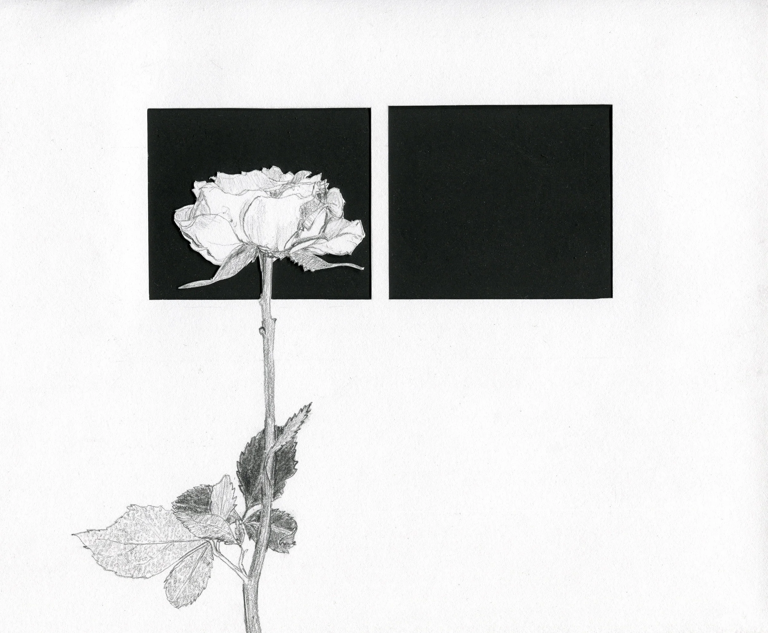 Rose with the night.jpg