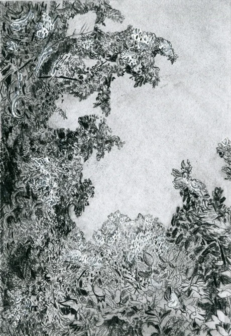Clara McClenon, Treetops (McCarren Park), 2018, Charcoal pencil and gesso on paper, 5 x 7”