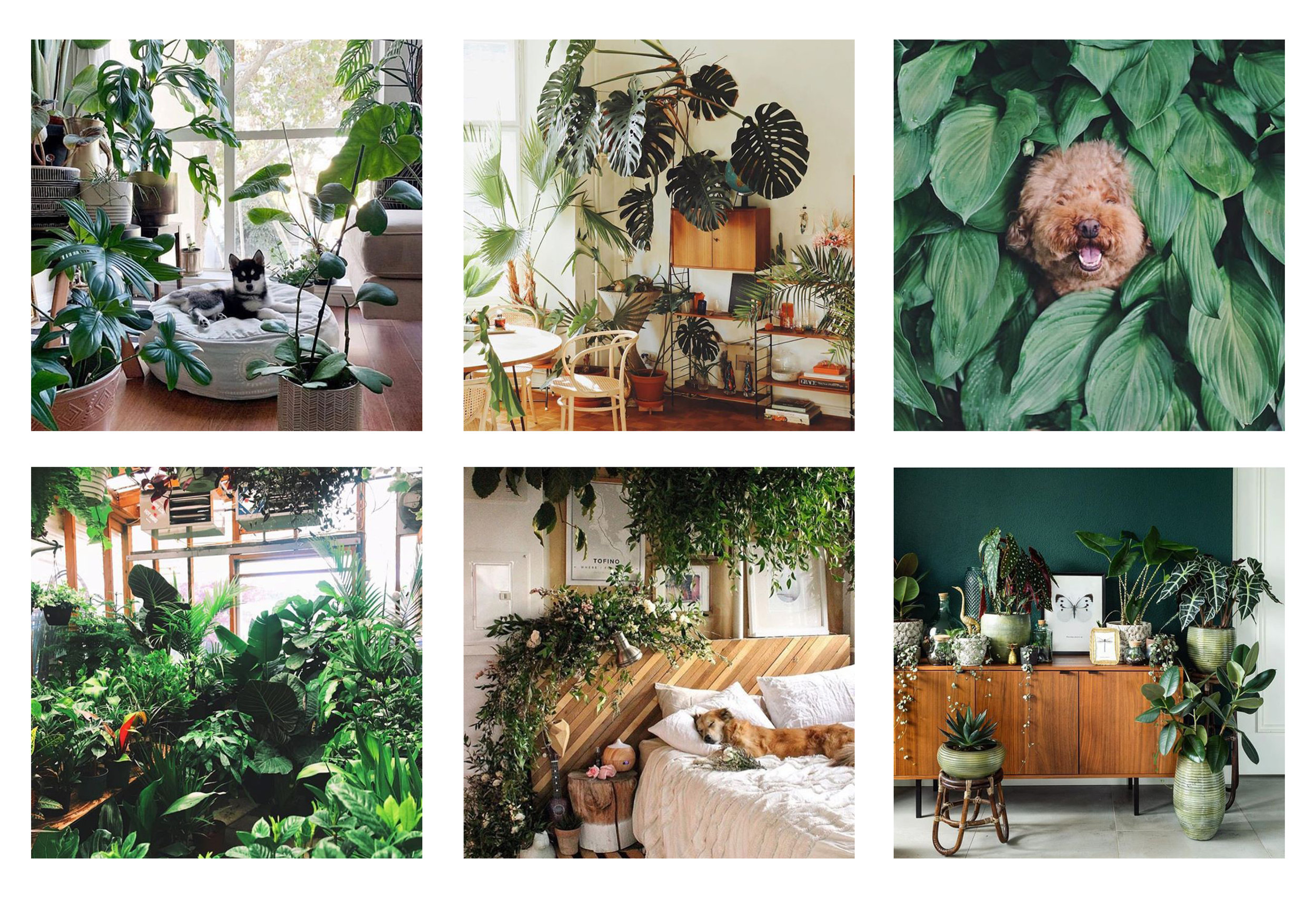 Photos from @thesill