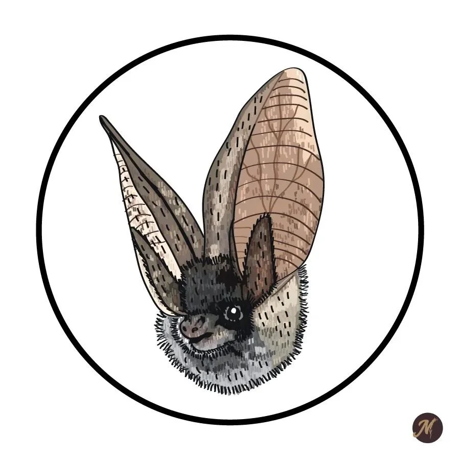 Day 18: Titania the Bat

#inktober #art #drawing #drawings #illustration #tattooart #artistsoninstagram #illustrator #digitalink  #inktober2022 #bat