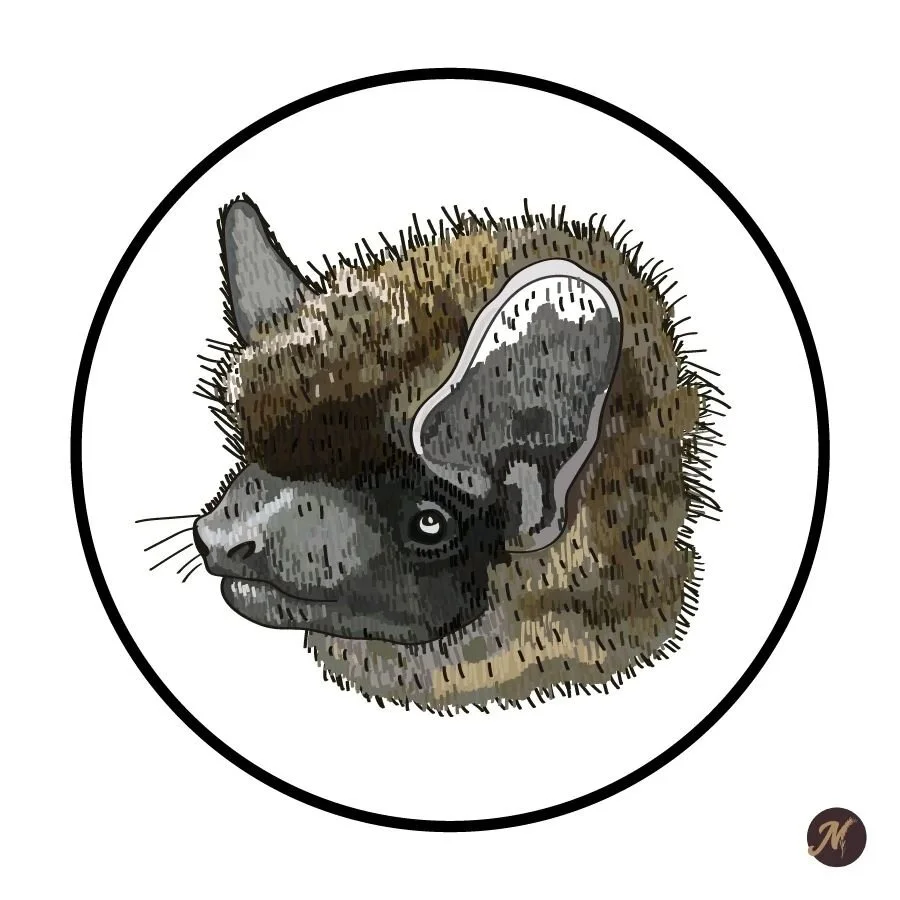 Day 14: Chuckwood the Bat

#inktober #art #drawing #drawings #illustration #tattooart #artistsoninstagram #illustrator #digitalink  #inktober2022 #bat