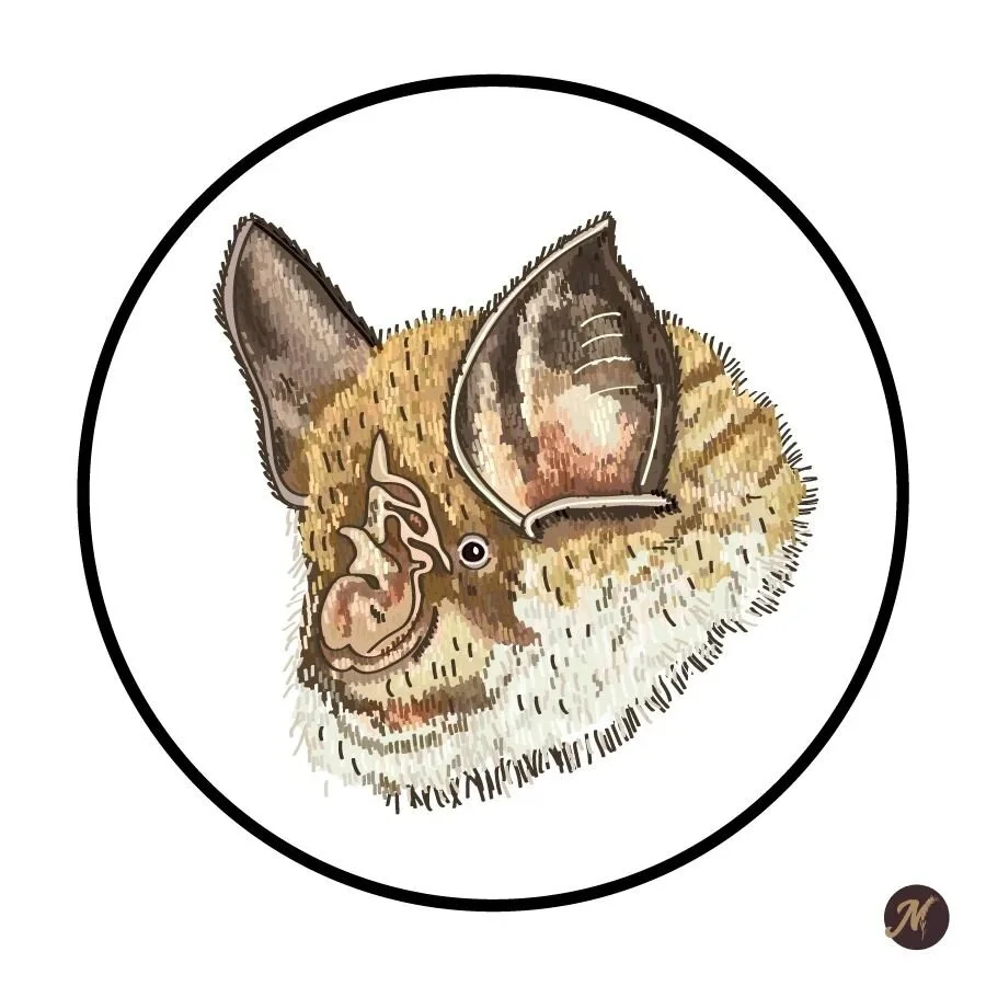 Day 13: Lucius the Bat

#inktober #art #drawing #drawings #illustration #tattooart #artistsoninstagram #illustrator #digitalink  #inktober2022 #bat