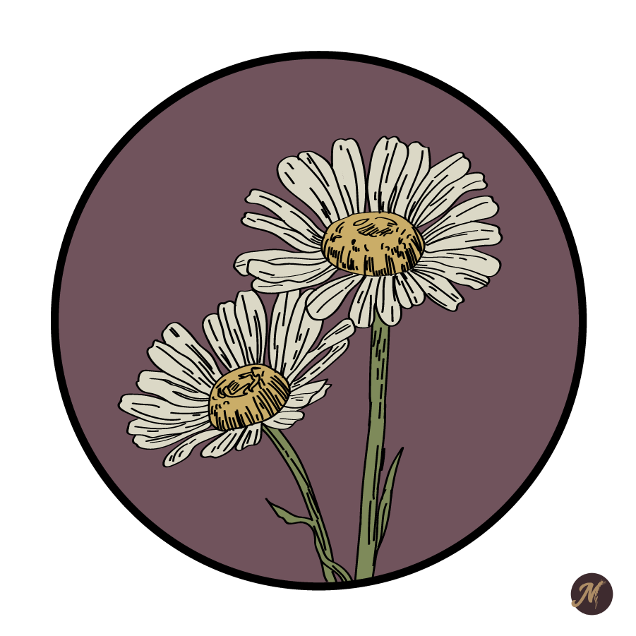 chamomile-herb-21-01.png