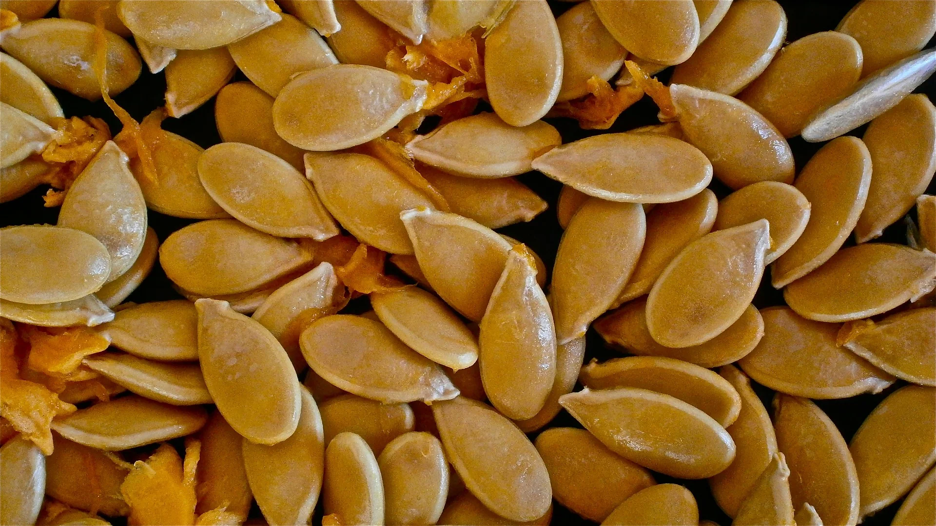 pumpkin-233851_1920.jpg