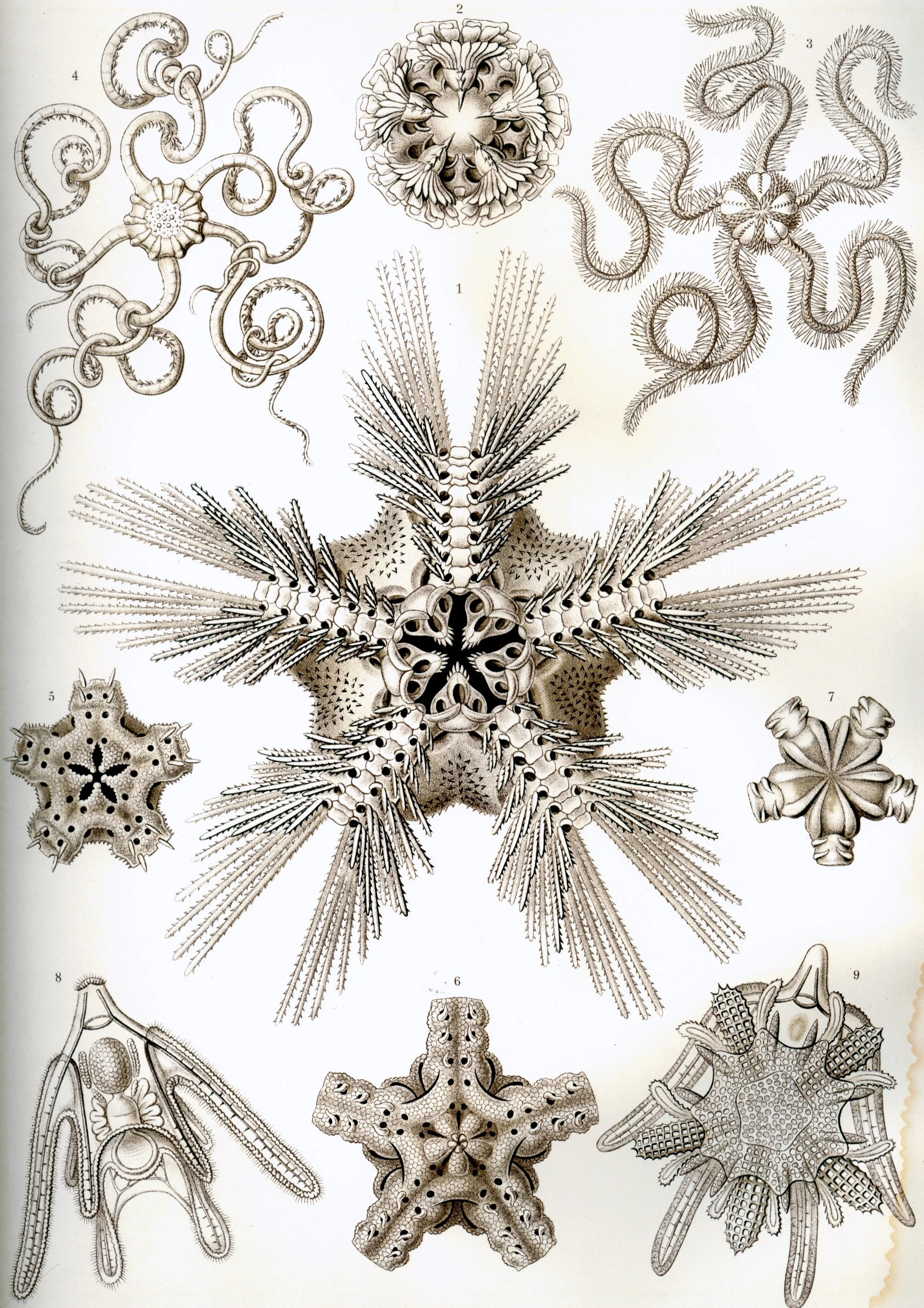 Haeckel_Ophiodea.jpg