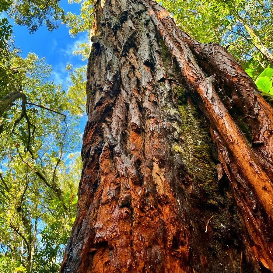 #photography #earthporn #trees #hawaii