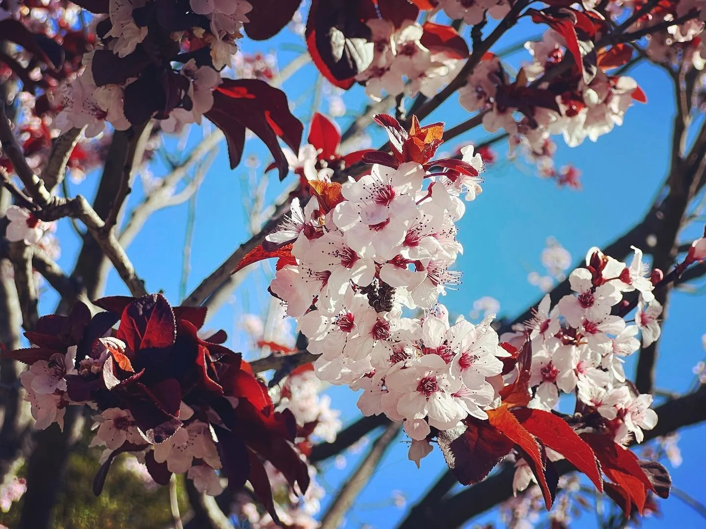 #photography #cherryblossom #flowers #japanesefriendshipgarden