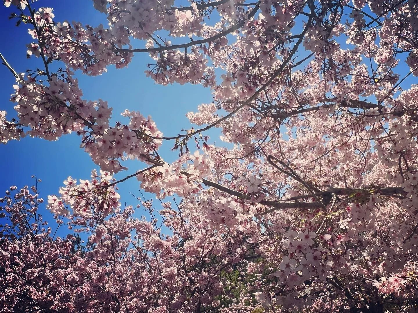 Cherry blossoms #cherryblossom #japanesefriendshipgarden #photography #landscapephotography
