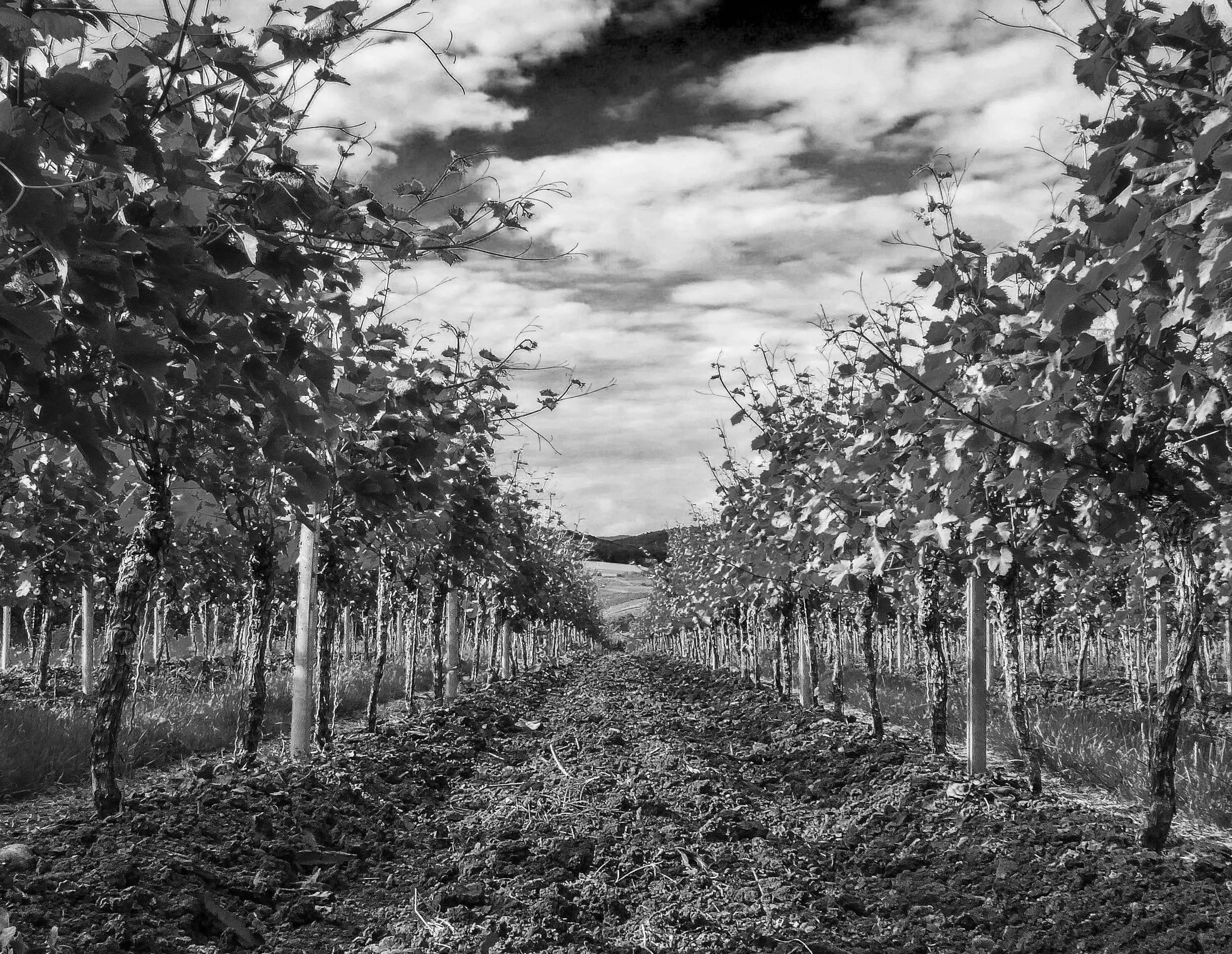 Rush to lodge all Subclass 187 visa applications before the Subclass 494 replacement?