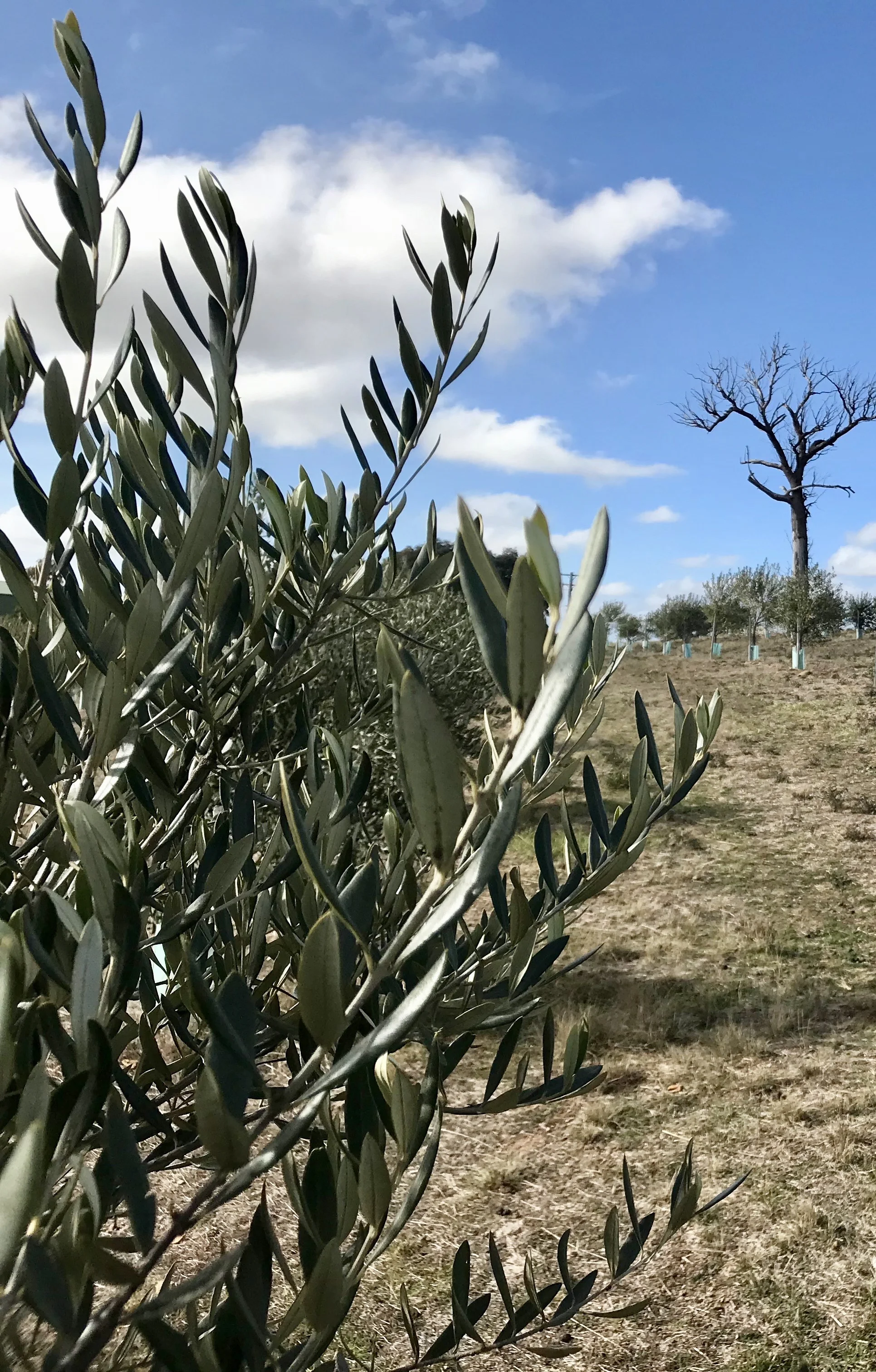 Monte Rocoso Olive Oil