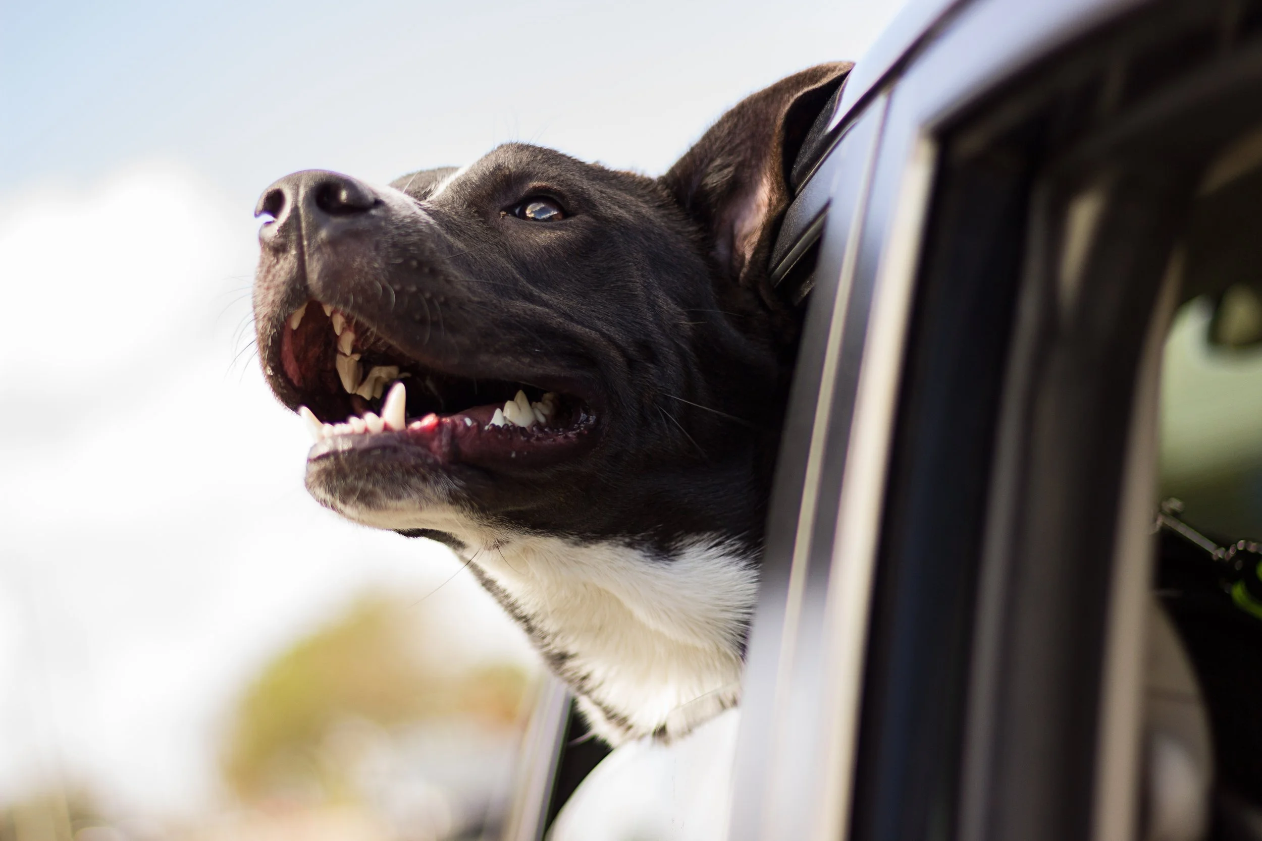 Alcohol dulls your senses. So being happy enough will sharpen your senses. You feel like a dog soaking up the scents, wind and sounds of a driving car,