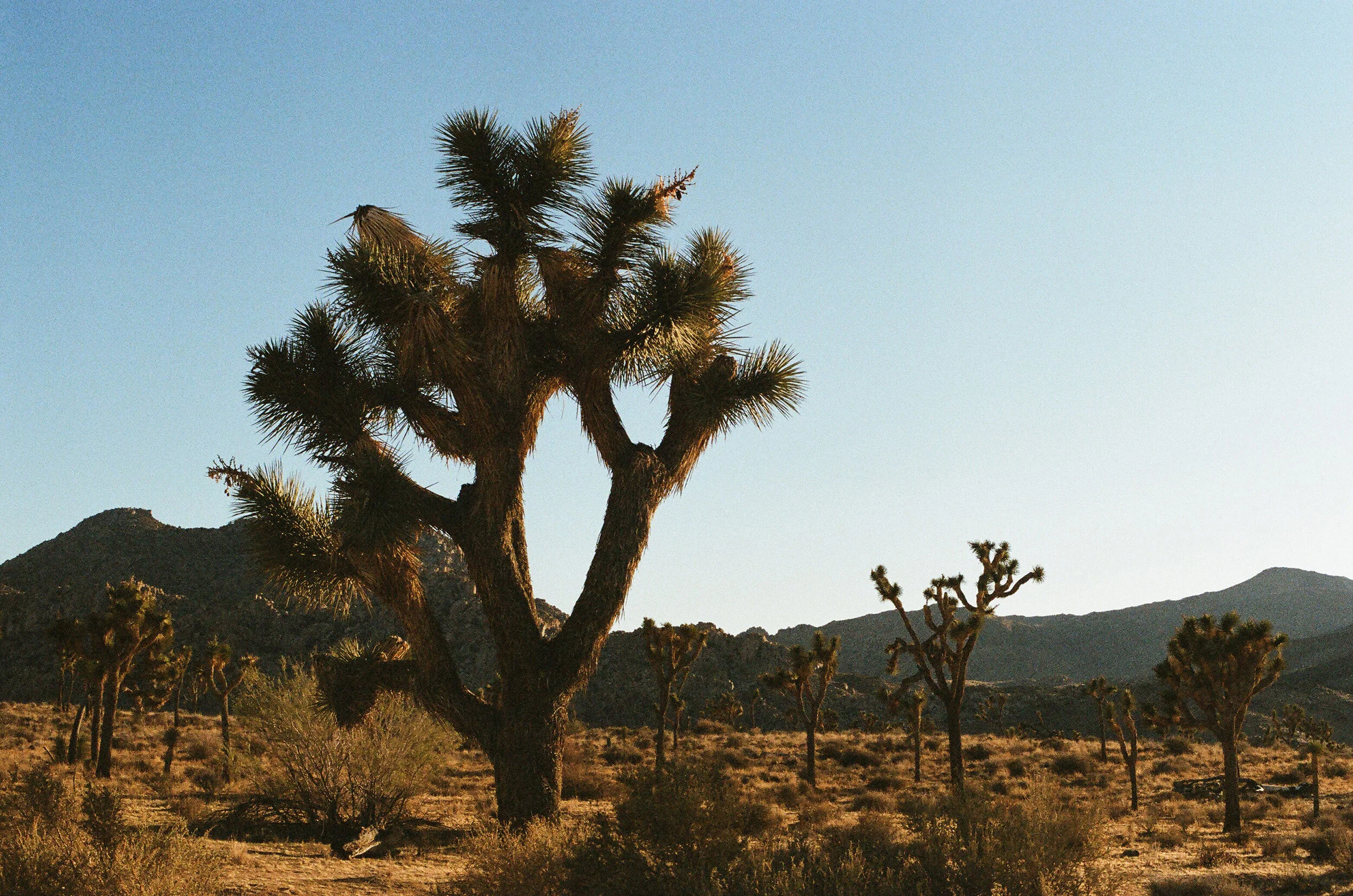 joshua-tree-web.jpg