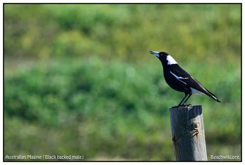 The Magpie's Call To The State Of Grace