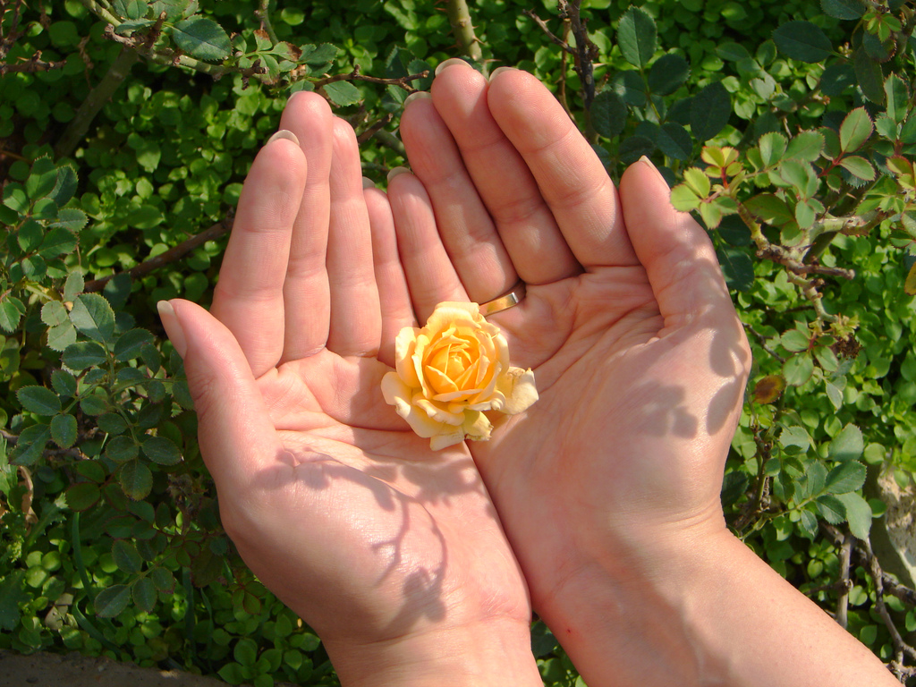 hand-rose.jpg