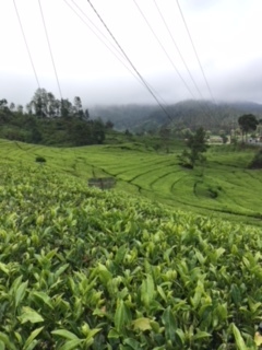 Tea garden- Indonesians like Java tea very much.