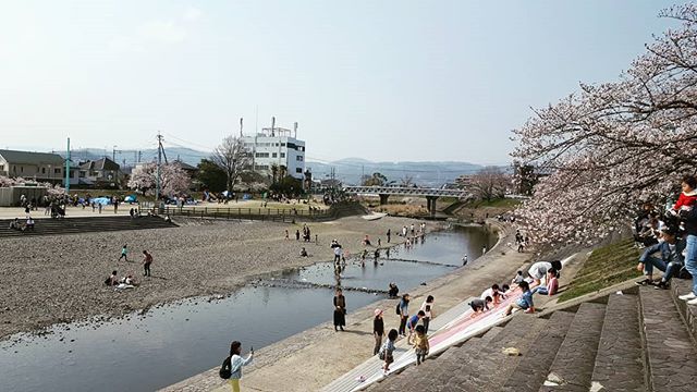 The cherry blossoms are in full bloom. #花見#高槻英会話#英語