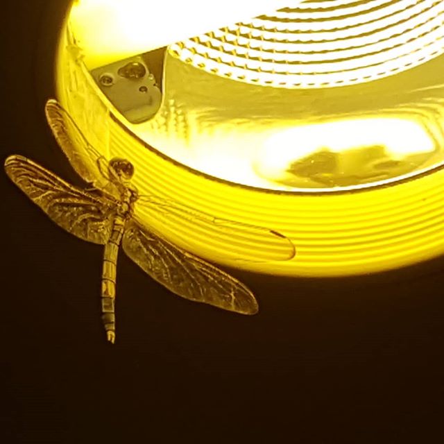 A rare Dragonfly sighting by our school's entrance. As Dragonflies spend most of their lives in their larvae states, they can only enjoy their lives with wings for a very short time.
It is a reminder for us that we also don't have much time to live
