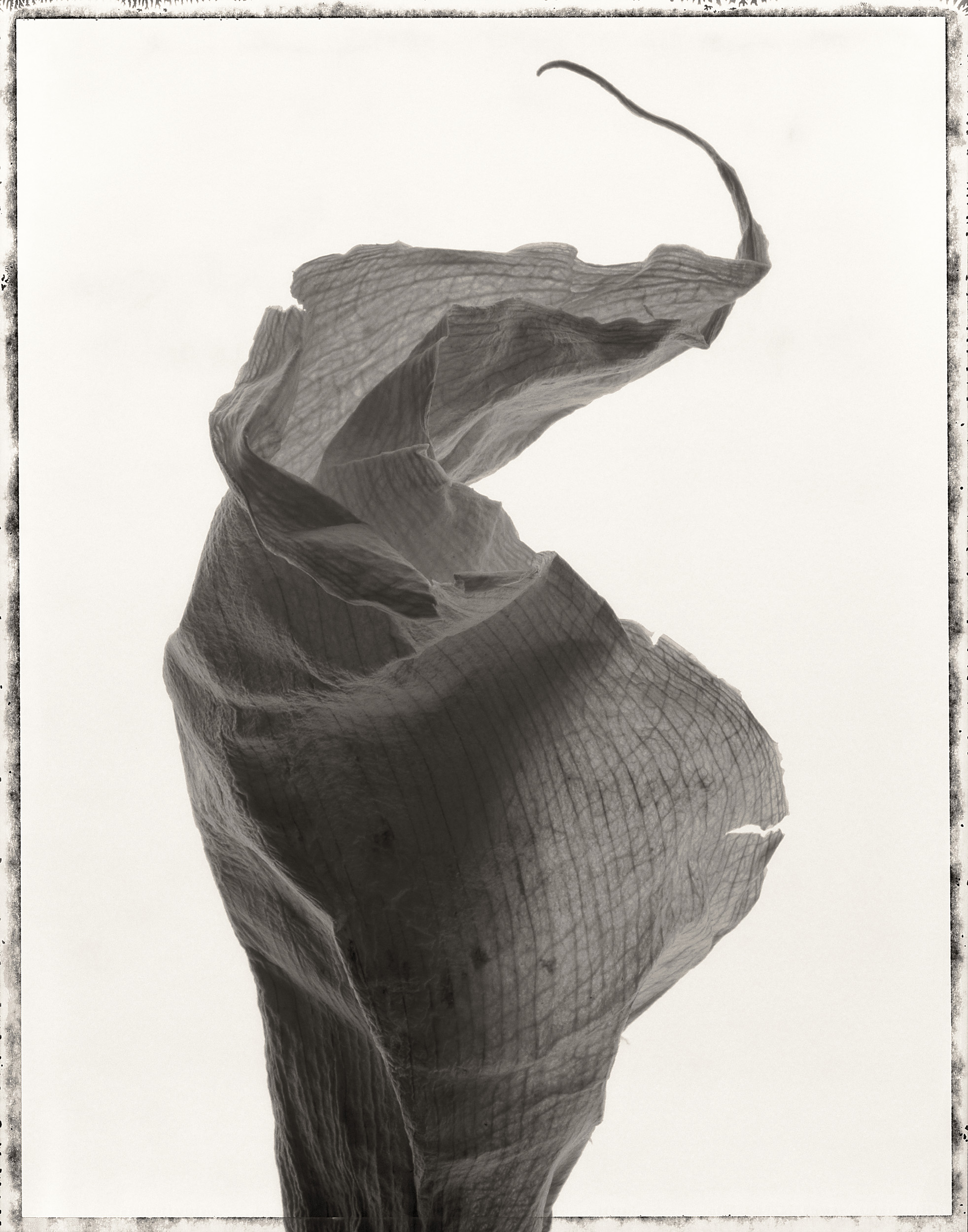 dried_lily_print25.jpg