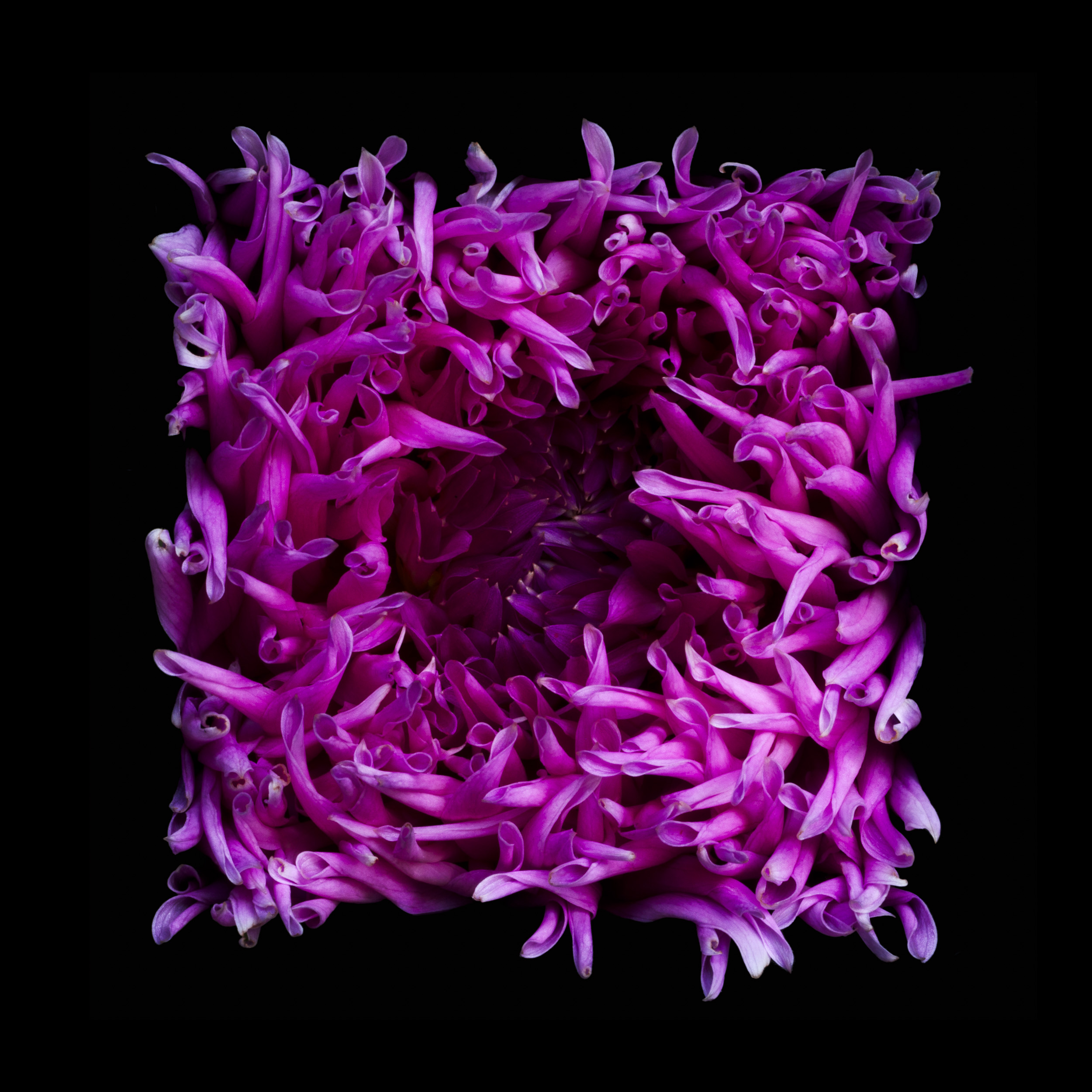 Dahlia Flower Photography Masterclass - Several dates available