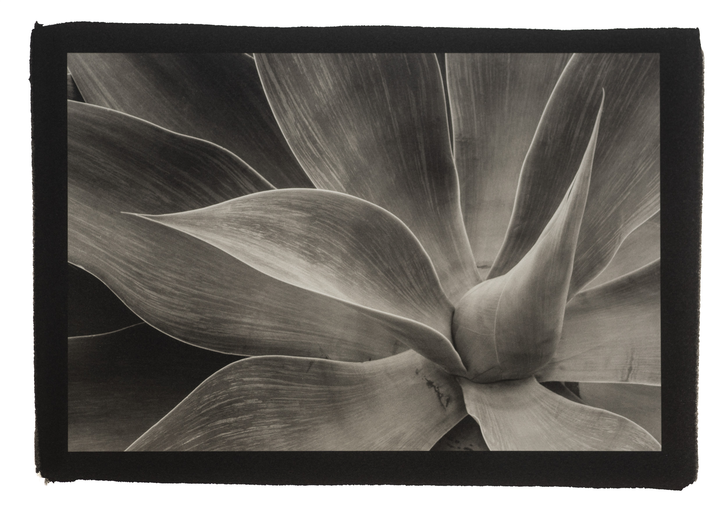 Platinum Printing Workshop - Run Several Times a year
