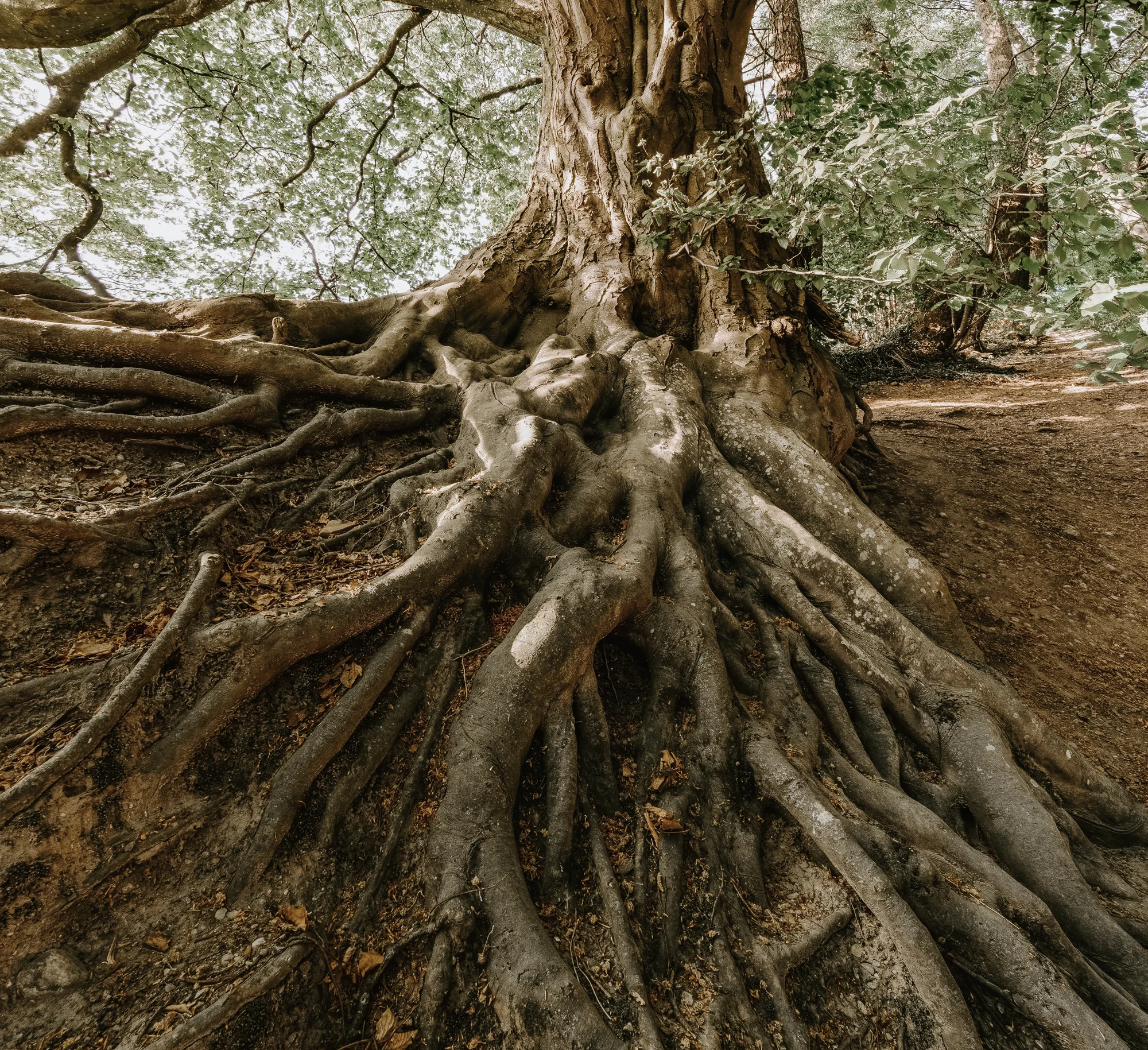 nature-old-roots-1792626 Kopie.jpg