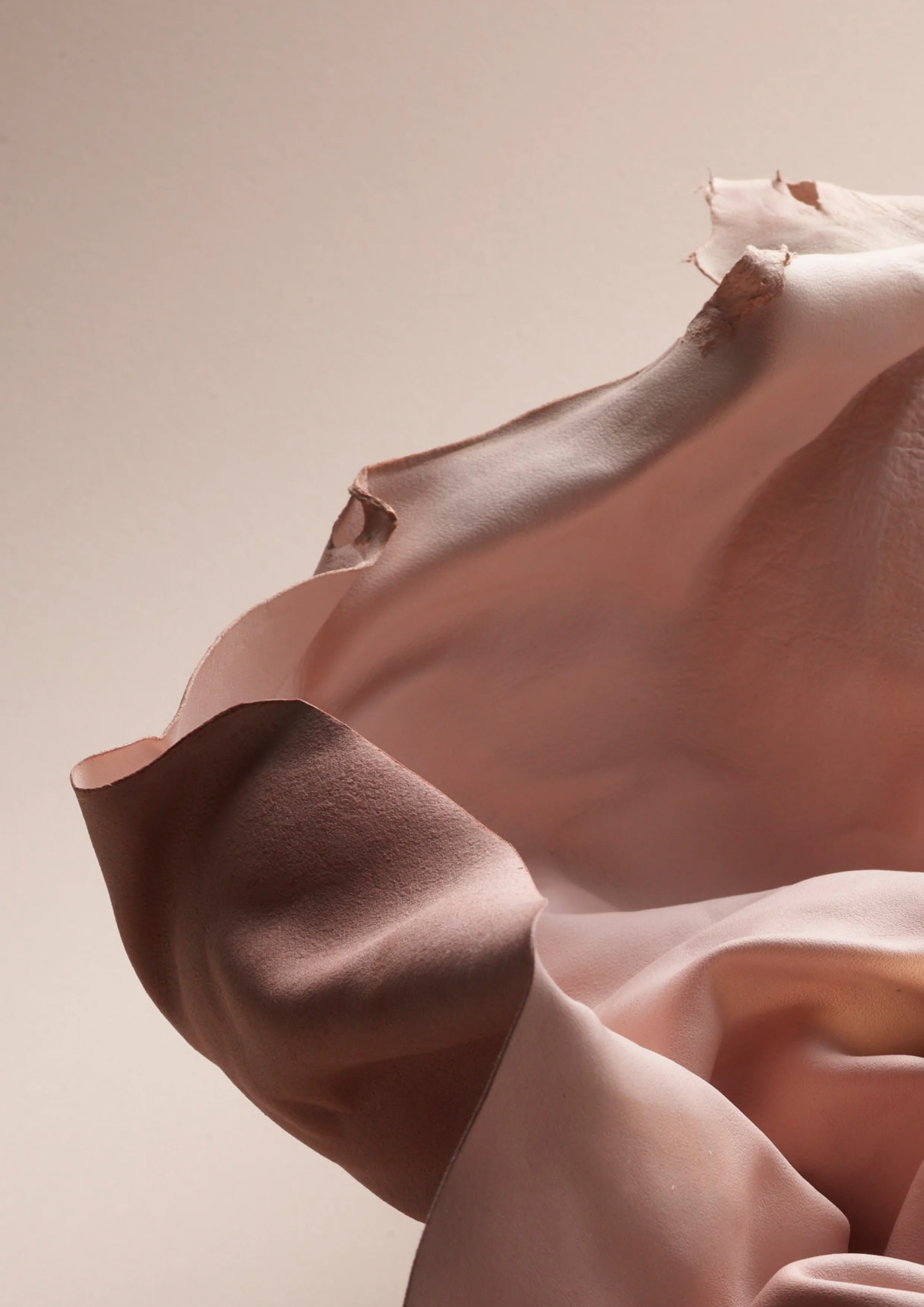 visuel Studiofoam-Carnations.jpg