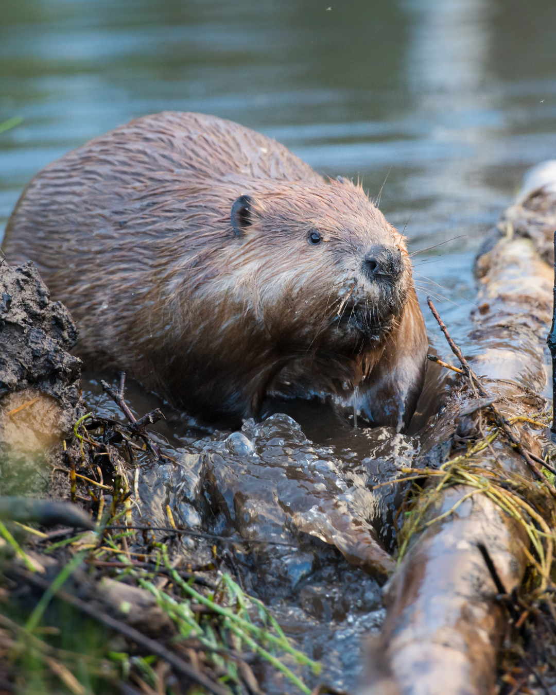 Beaver Detectives: A Winter River Walk