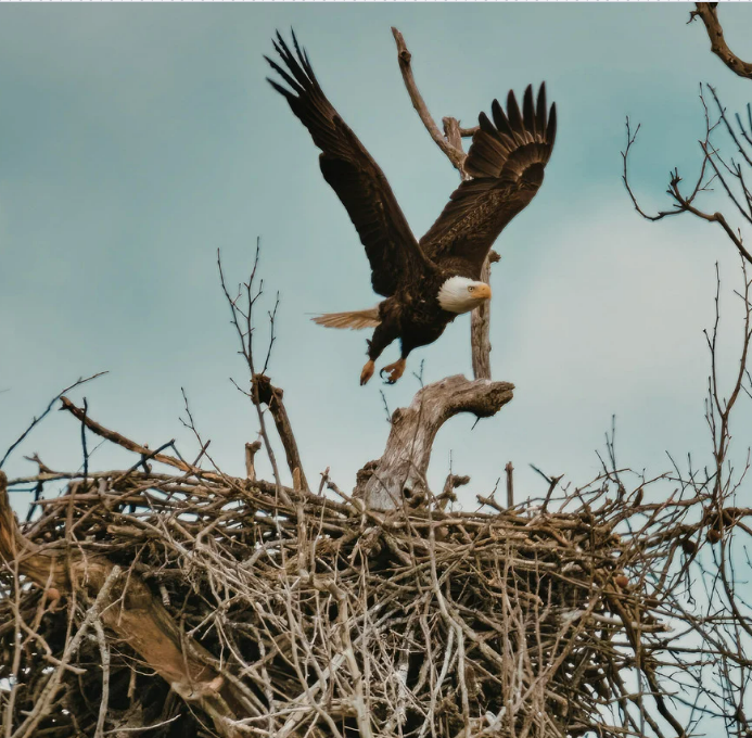Bald Eagle Nest Watch