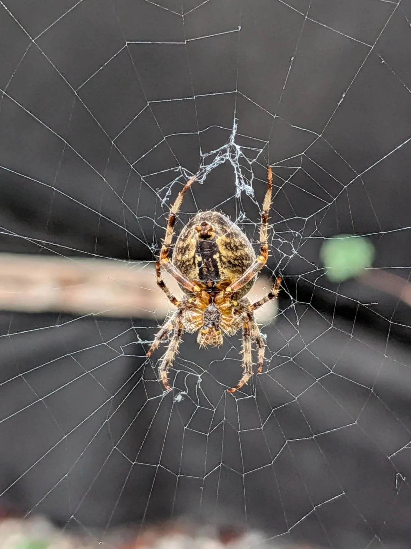 City Nature Challenge Bioblitz