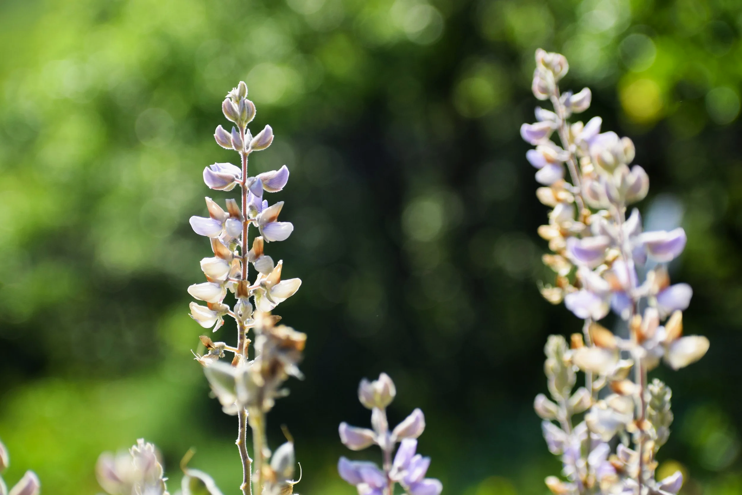 Guided Wildflower Hike