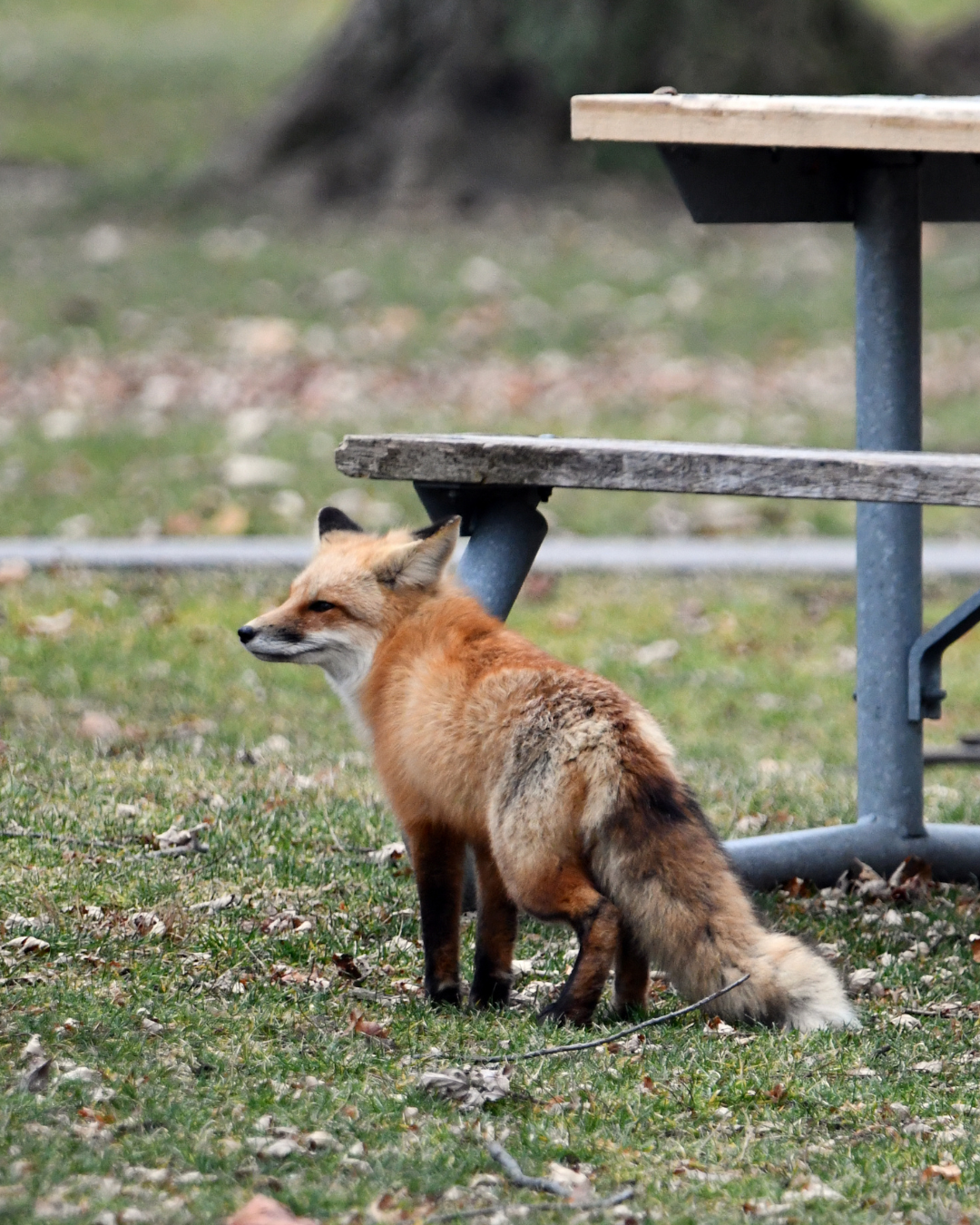 Sunset Walk Through Red Fox Habitat
