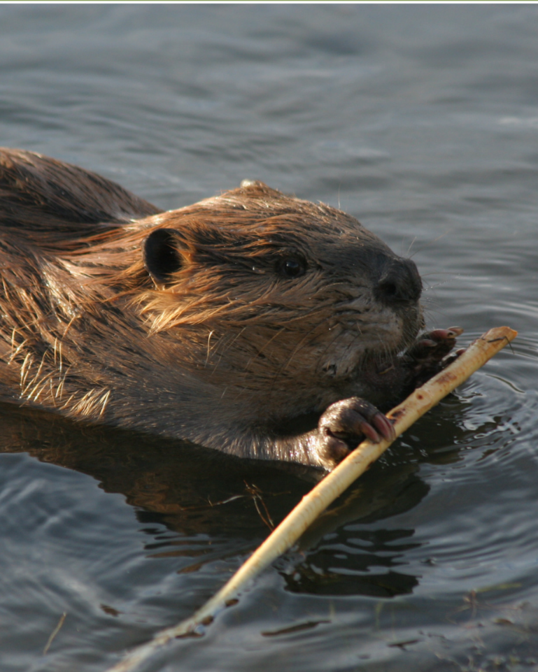 Beaver Ecology Nature Walk