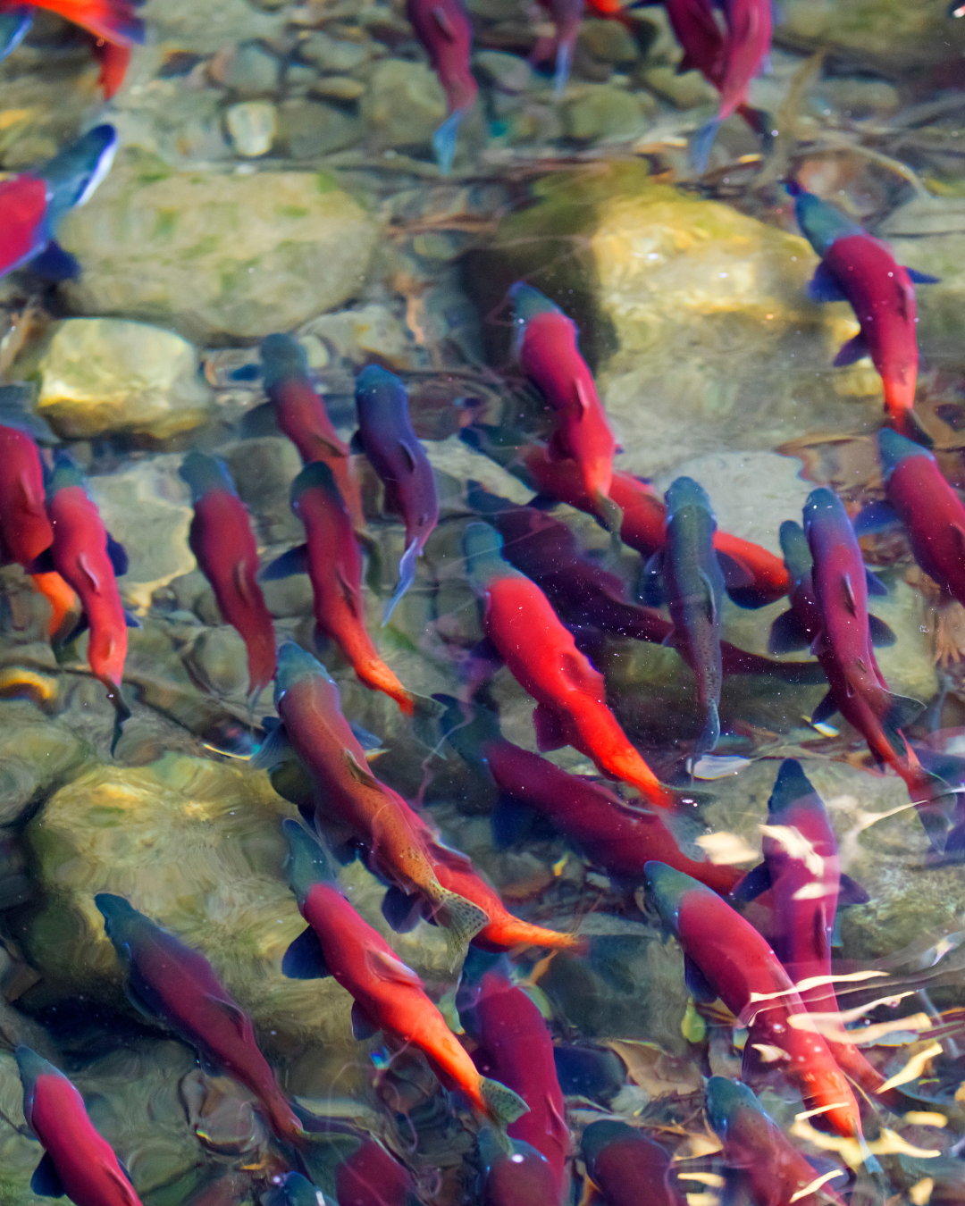 Kokanee Salmon Run Viewing