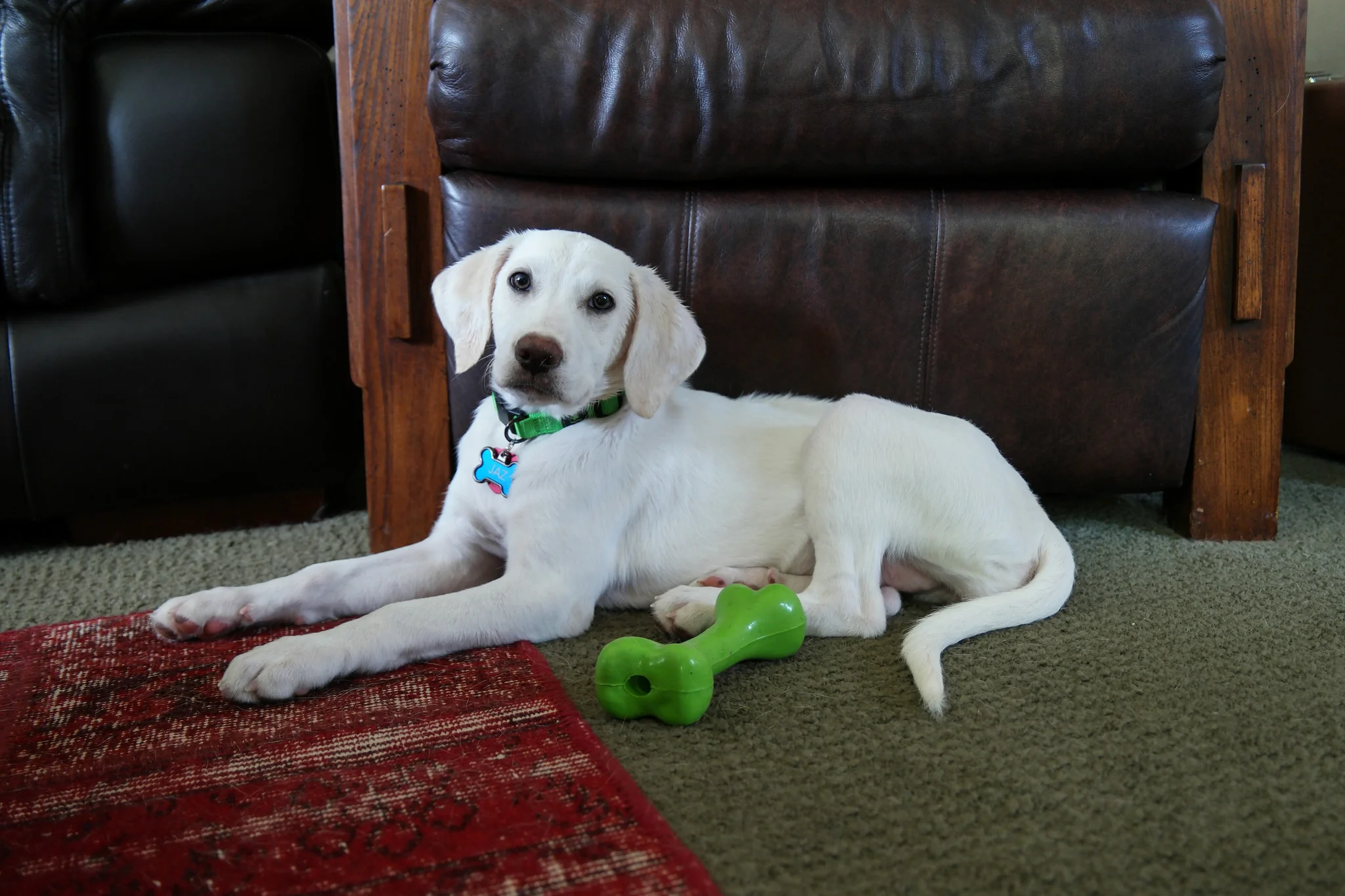 Jaz Joins Our Family