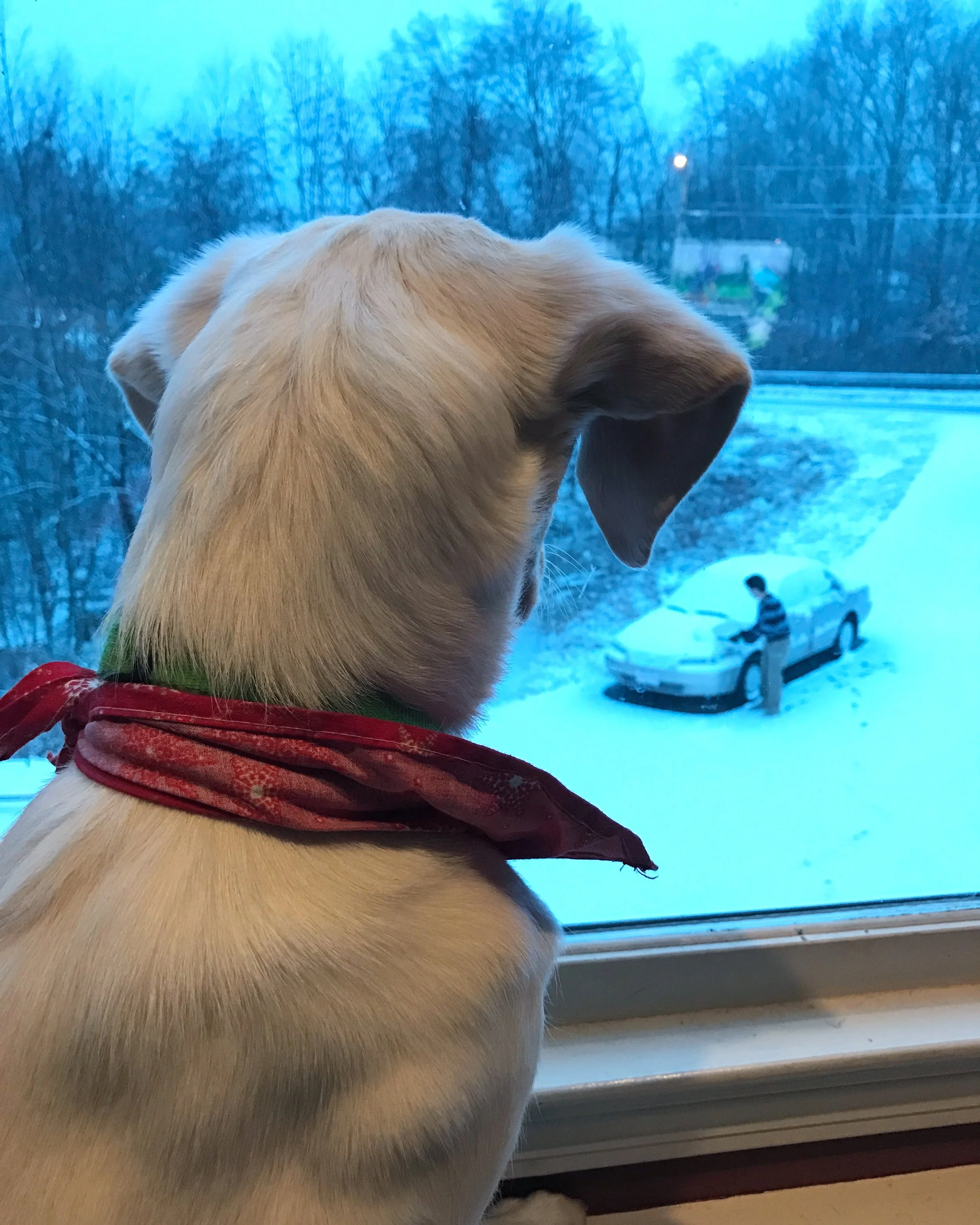 A Puppy's First Play in the Snow