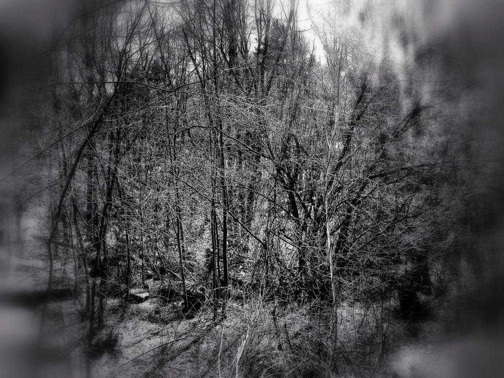 Finding Focus in a Forest of Possibilities
