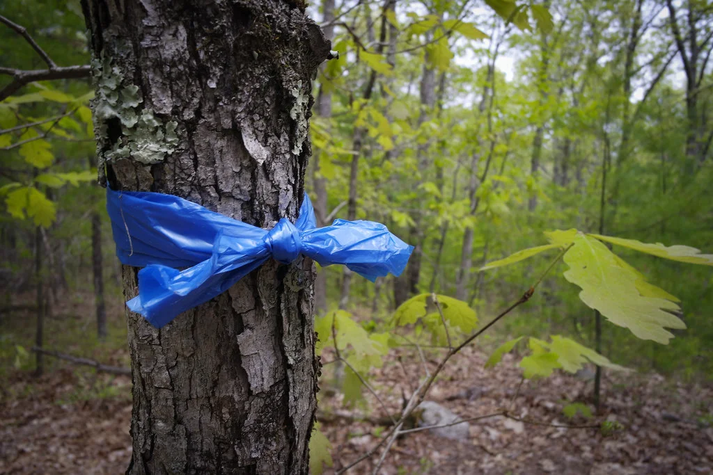 Lunch Break in the Woods