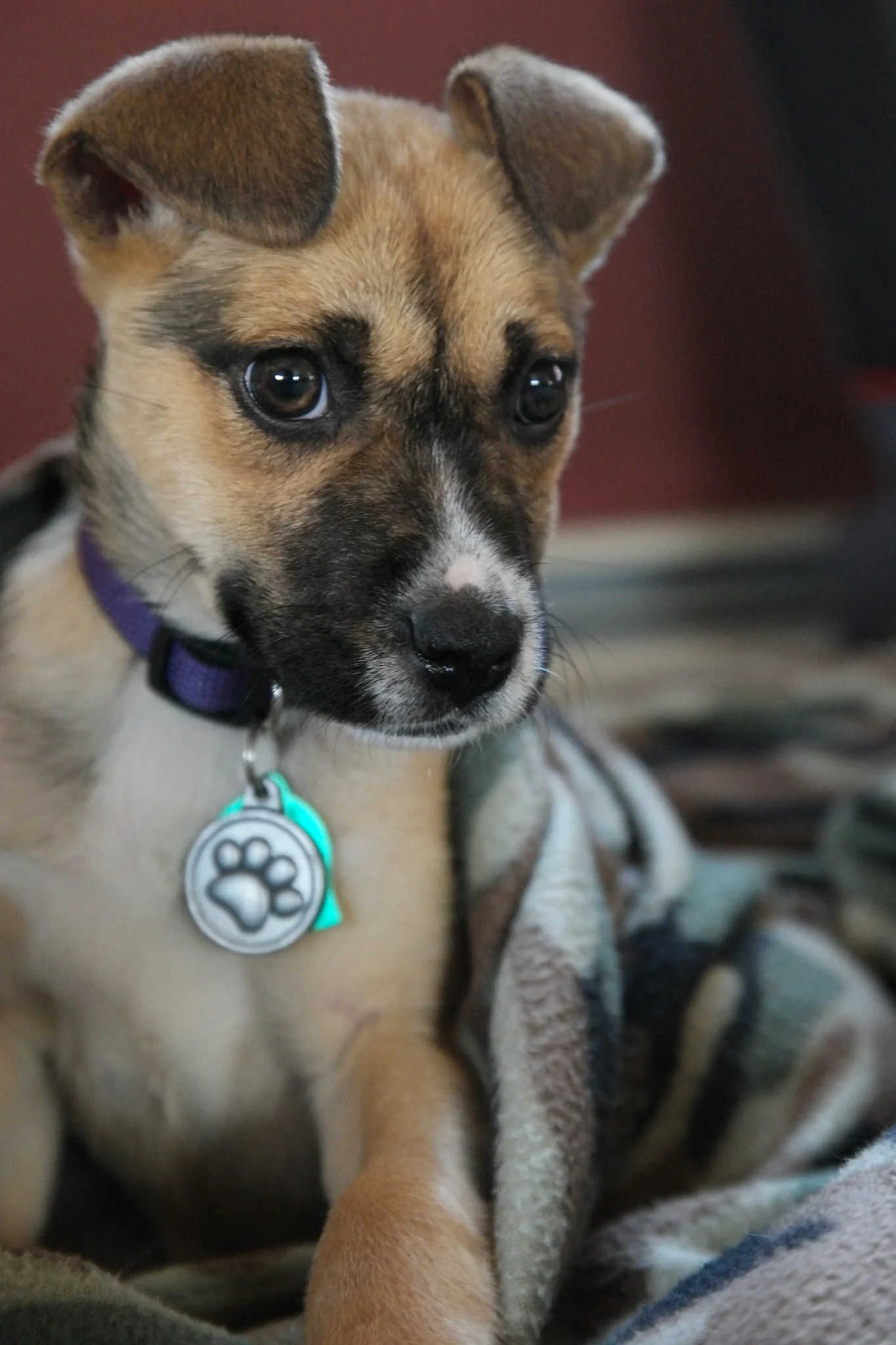 A New Dog Story Begins - Please Meet Nadia