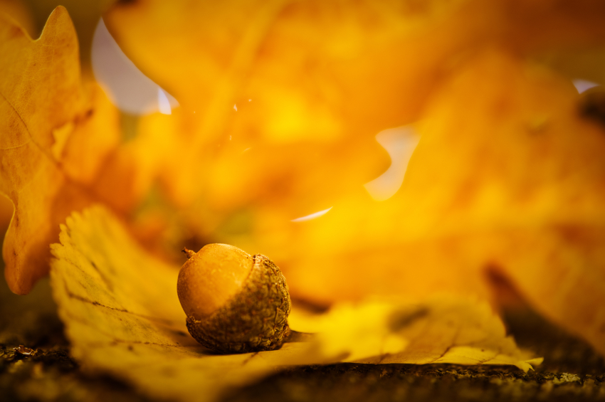 acorn.jpg