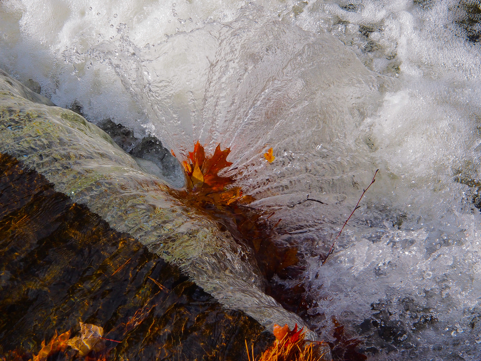 autumnleafspray-cc-chapman.jpg