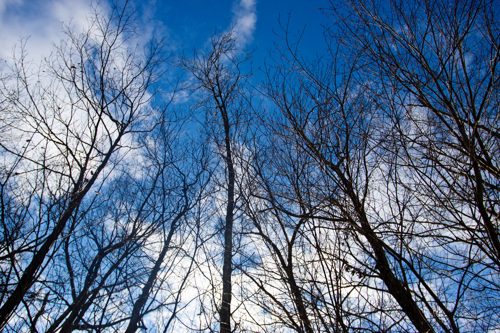 cold-trees.jpg