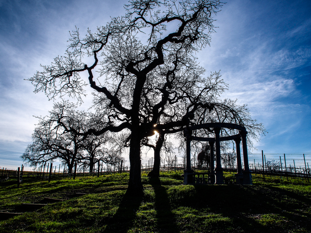 sunsetinthevineyard-cc-chapman.jpg
