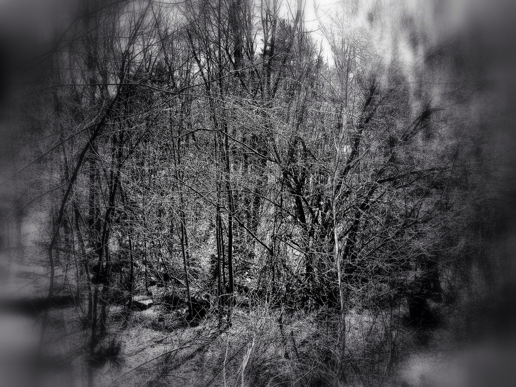 focusforest.jpg