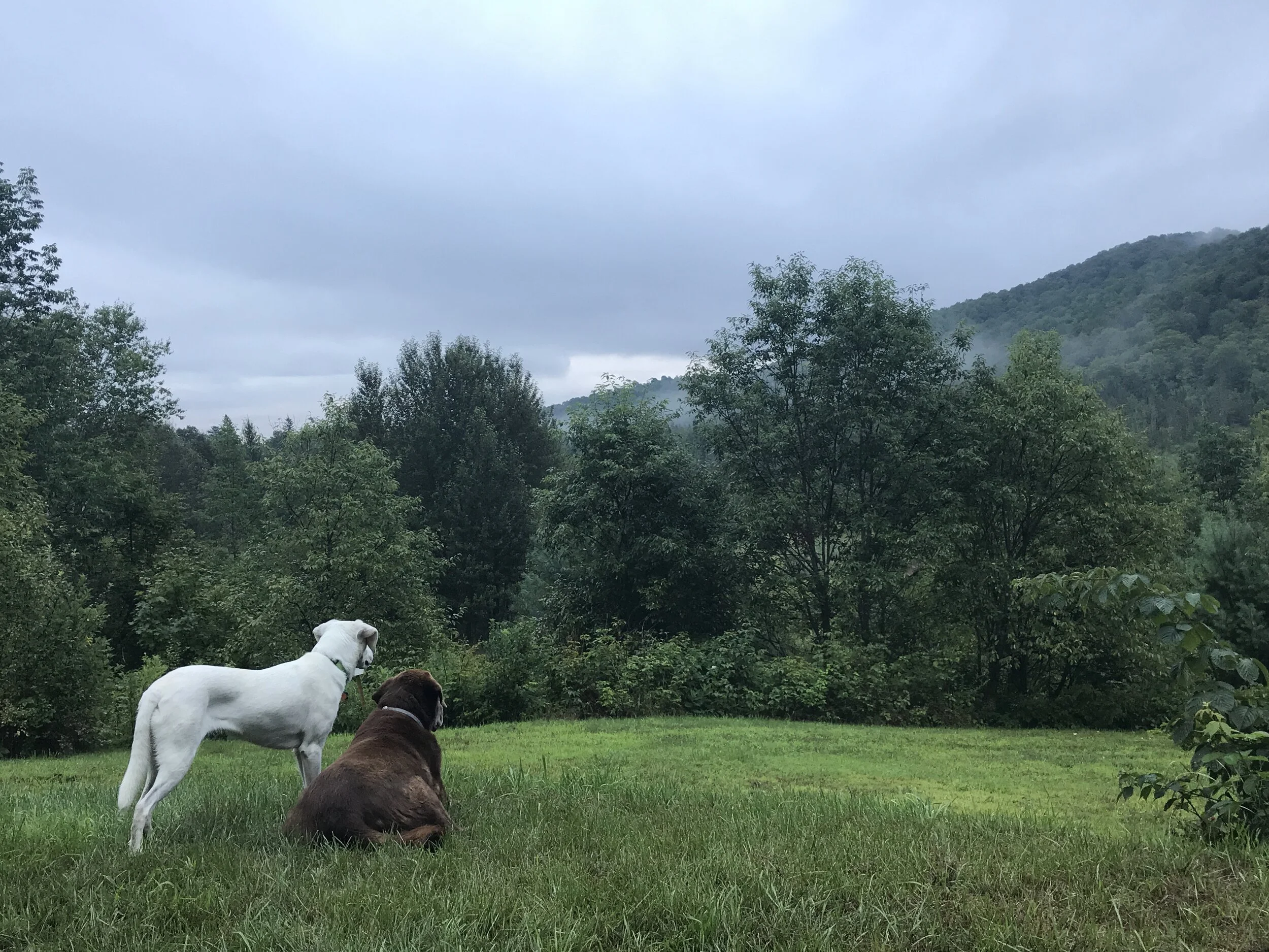 The Call of the Wild