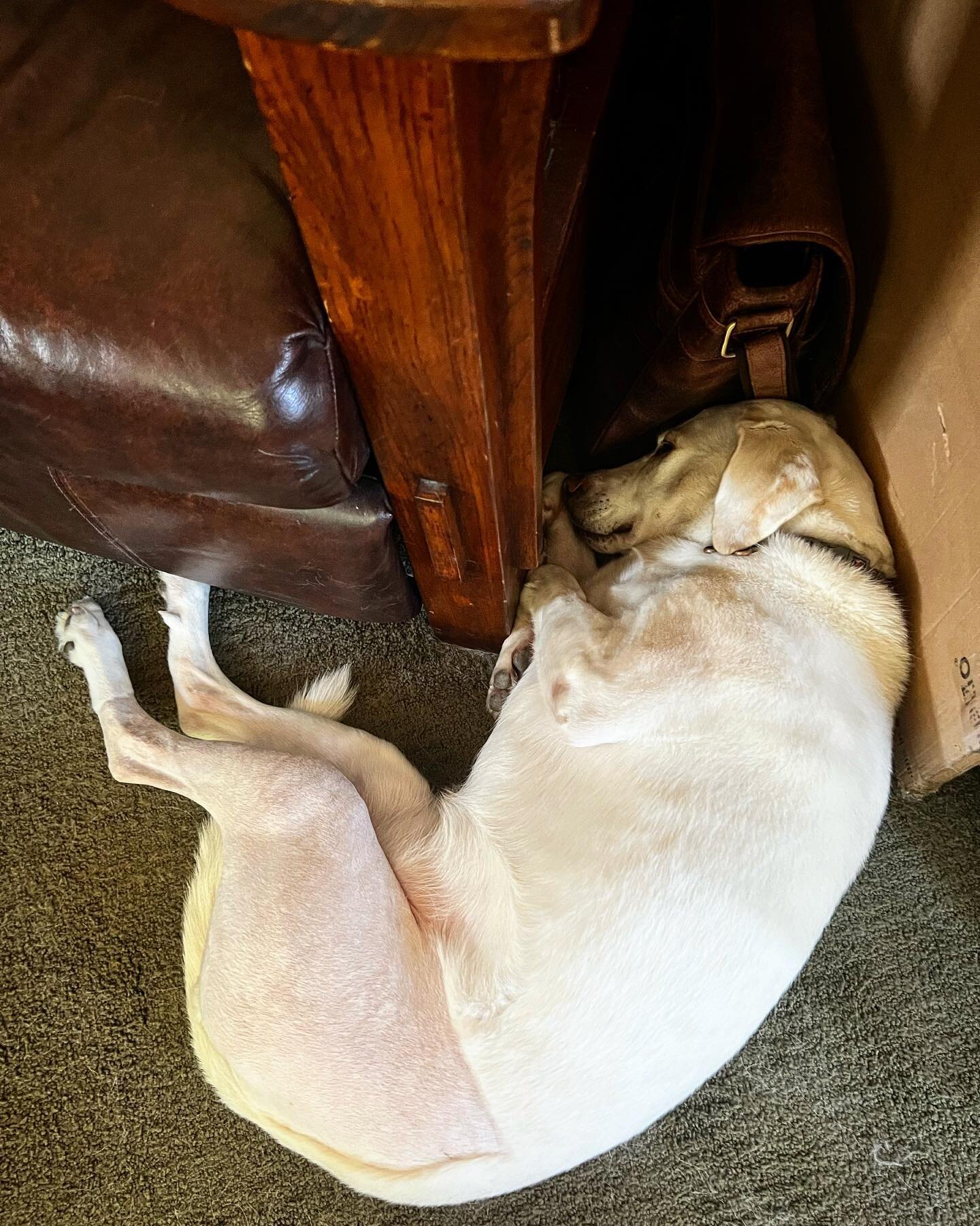 The healing continues for Jaz. She isn&rsquo;t allowed to do much for at least four weeks, so she chills in my office with me.

Yesterday I found her like this, and with plenty of open floor to lay on, this choice made me giggle. Her hair is growing 