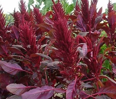  amaranthus 