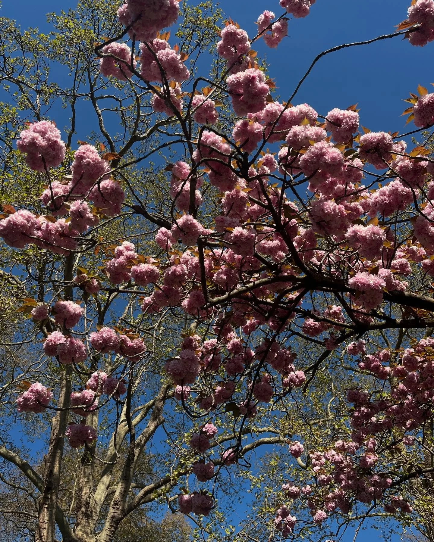 Spring in London 🌞