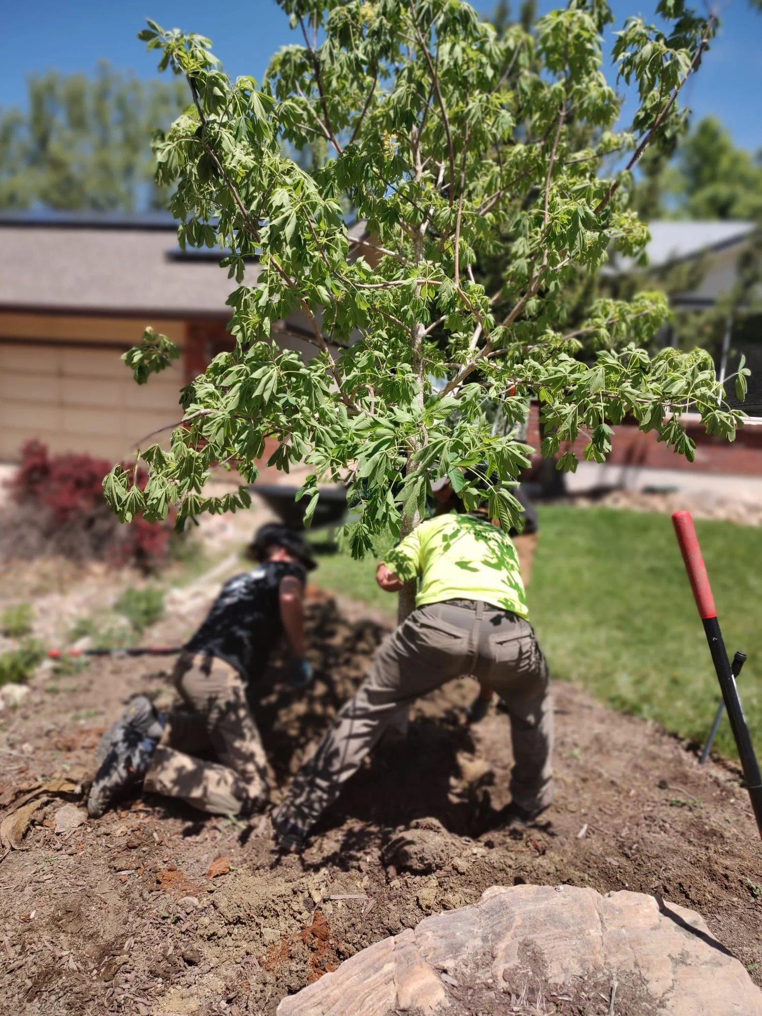 services — Geesaman Tree Company | Tree service, tree removal, tree ...