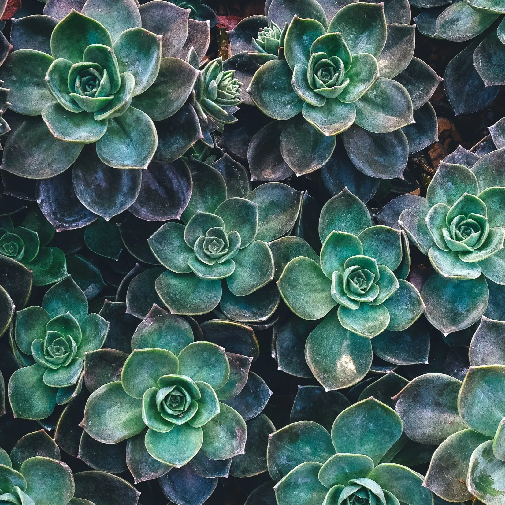 What is Functional Medicine?