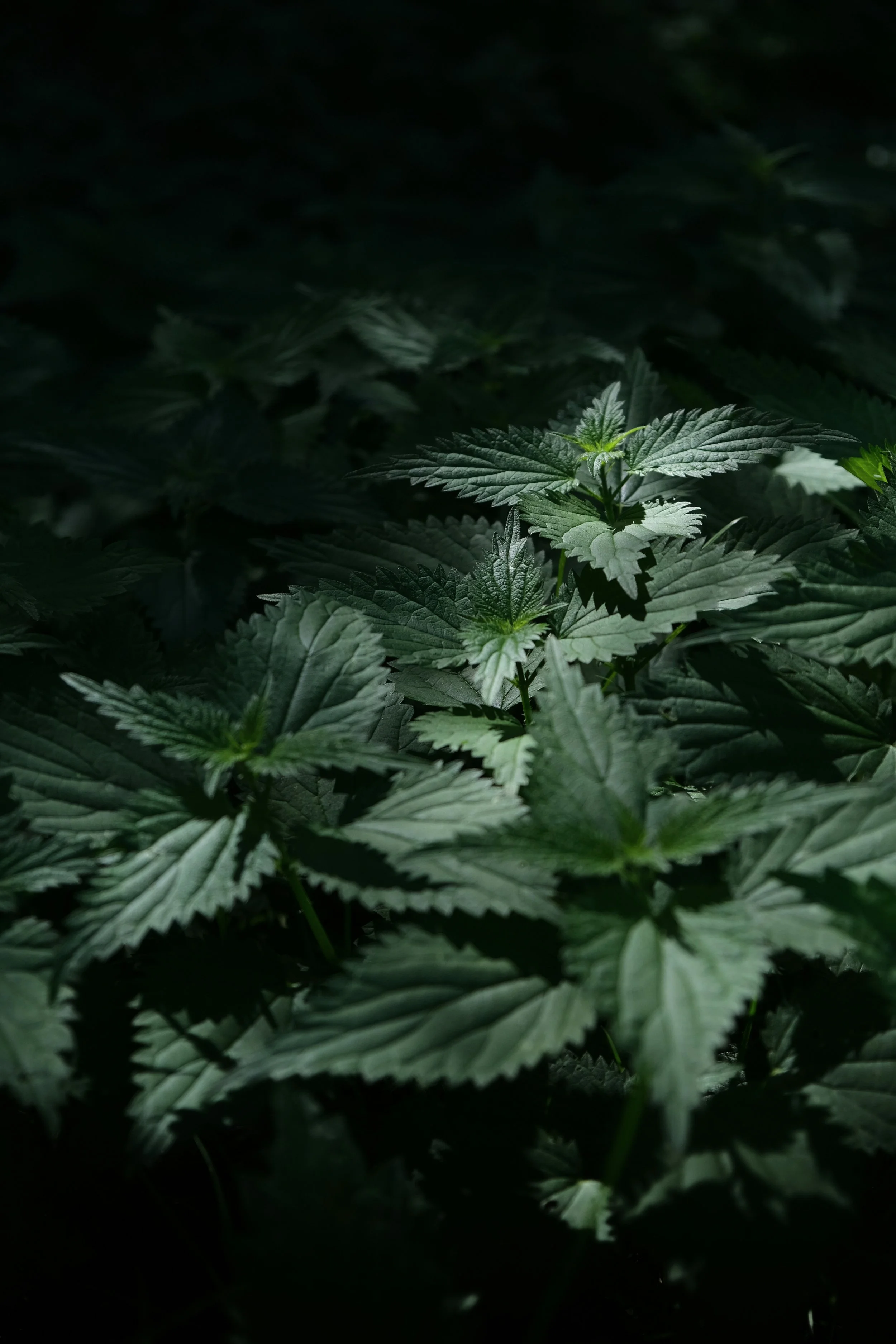 Quatre plantes sauvages à récolter pour se faire du bien